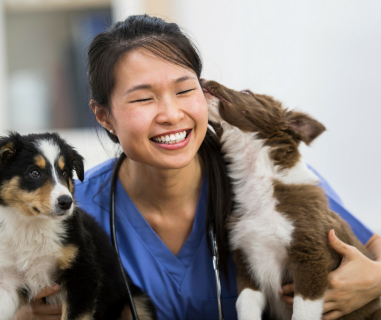 What is The Main Differences Between a Veterinary Clinic And an Animal