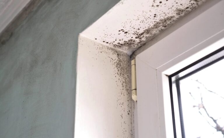 how-long-do-mold-spores-stay-in-the-air-after-cleaning-green-poison