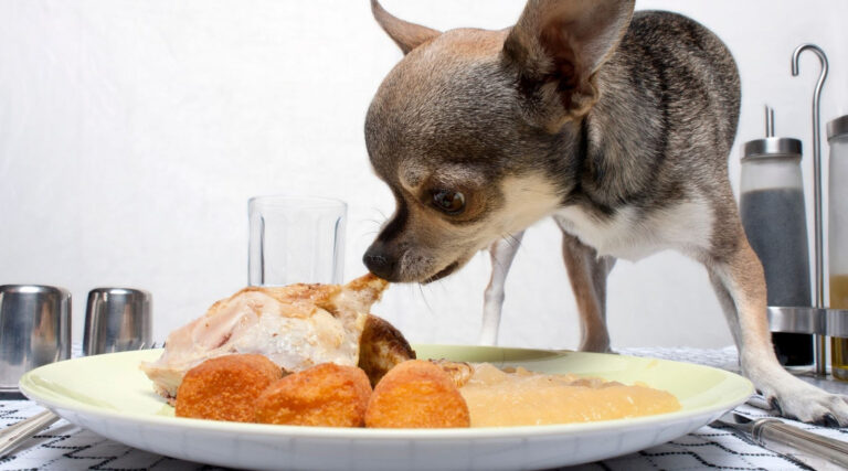 Can I Feed My Dog Turkey Meat From My Plate? - Green Poison