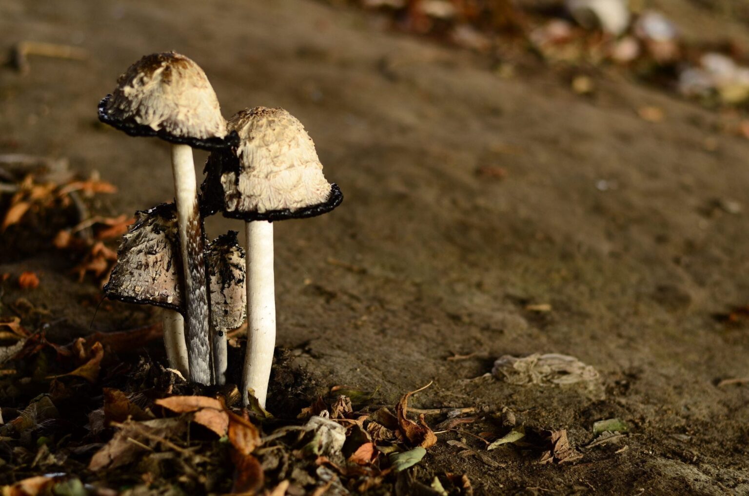 Can You Get Mushroom Poisoning From Spores? Green Poison