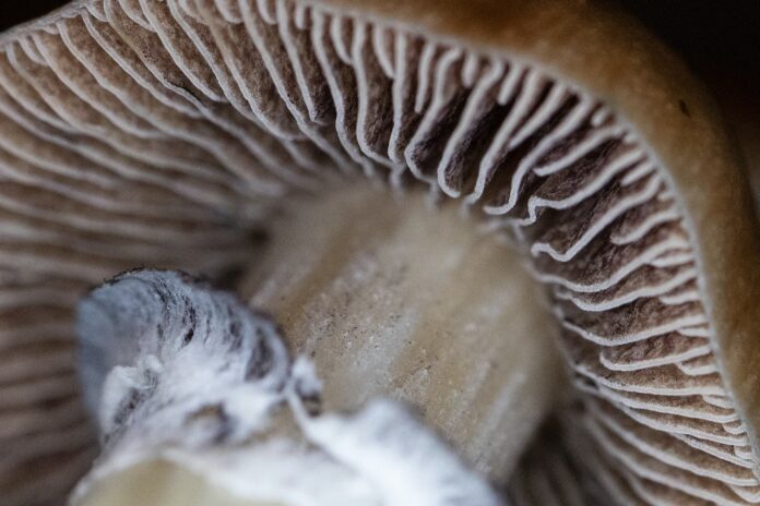 Can You Get Mushroom Poisoning From Spores? - Green Poison