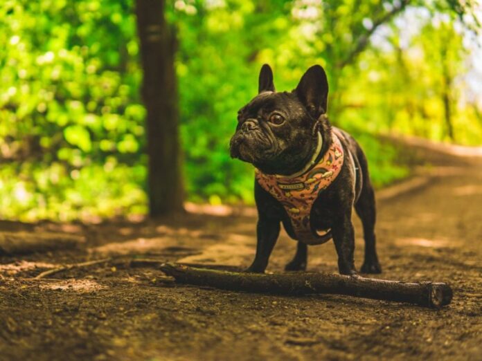 Exercise French Bulldog