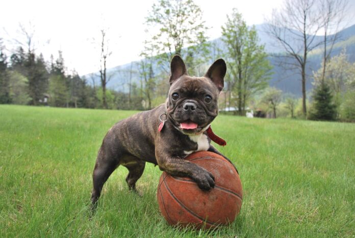 French Bulldog Training