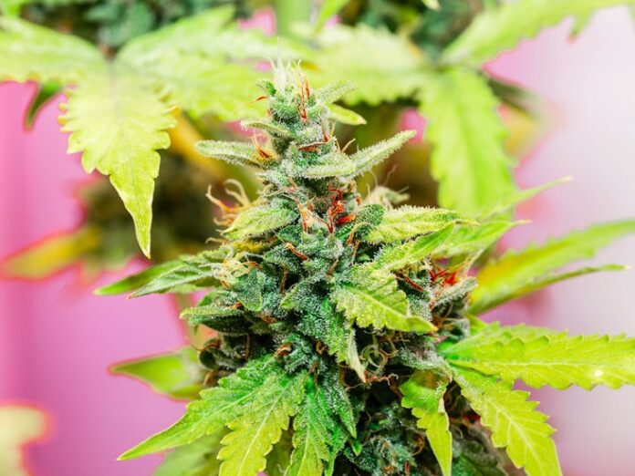 Cherry Gorilla: The Sweet and Potent Strain You Need to Try - Green Poison