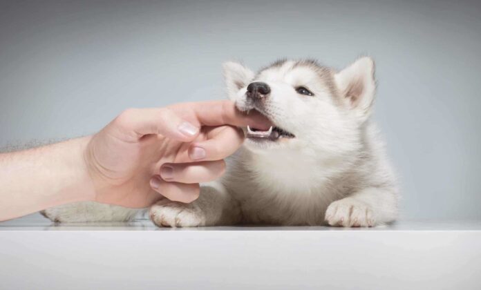 How to Stop Puppy Biting